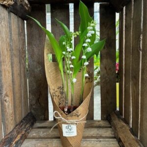 3-BRINS-POT-TERRE-CUITE-MUGUET-ROUBAUD-JARDINERIE-13008-MARSEILLE