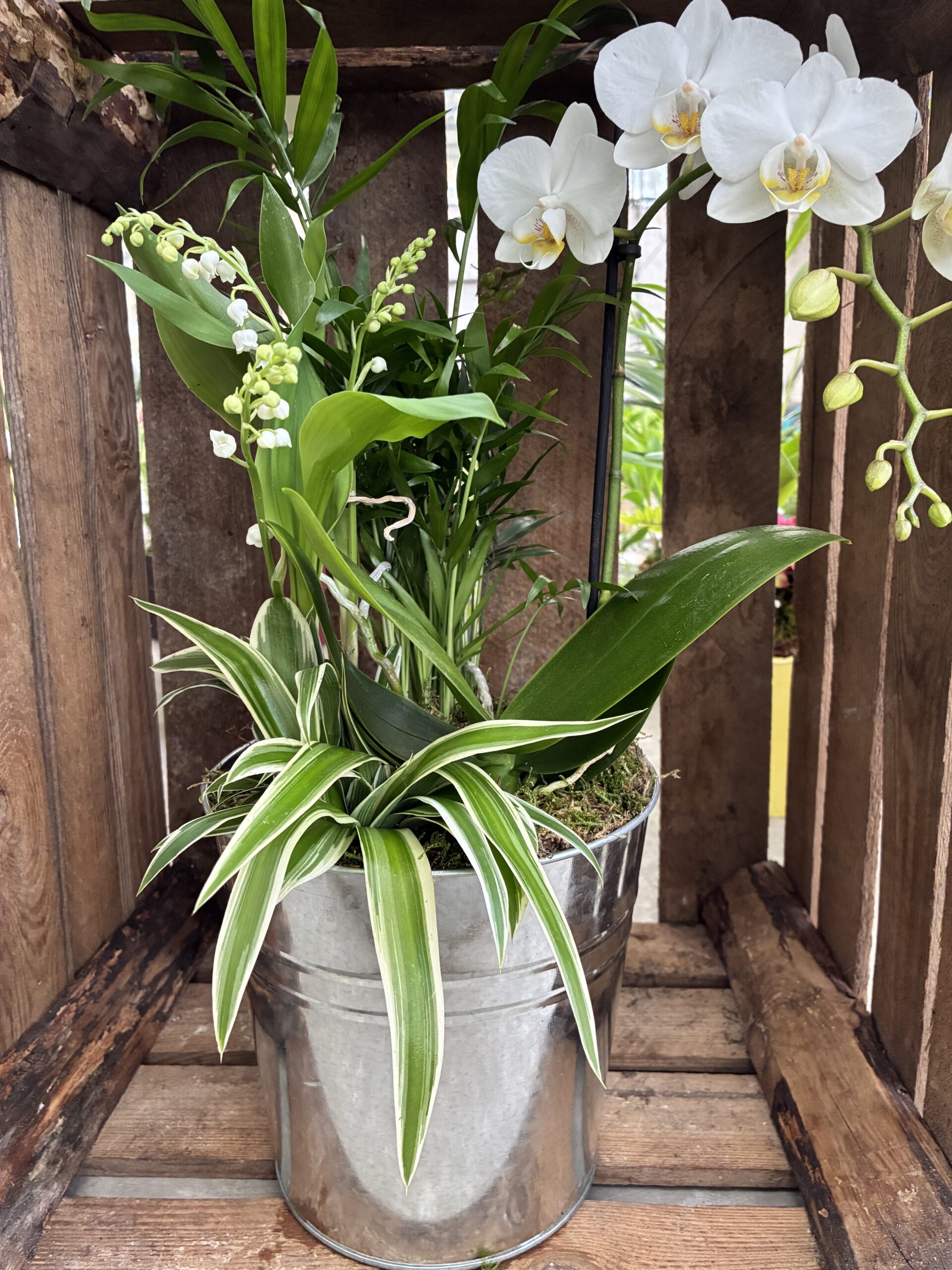 39.95E-MUGUET-COMPO-PREMIER-MAI-ROUBAUD-JARDINERIE-13008-MARSEILLE