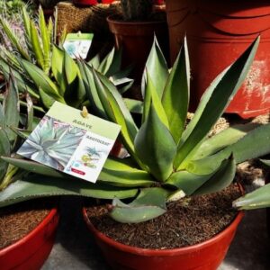 AGAVE-lophanta spendida-SUCCULENTE-PLANTE-GRASSE-CACTUS-ROUBAUD-JARDINERIE-13008-MARSEILLE