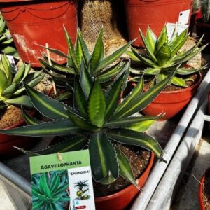 AGAVE-LOPHANTA-SPLENDIDA-TARRINA-SUCCULENTE-PLANTE-GRASSE-CACTUS-ROUBAUD-JARDINERIE-13008-MARSEILLE