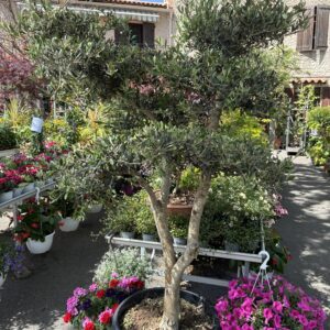 Diam-pot-60cm-olivier BONSAI 170 CM-arbre-jardinerie-roubaud-13008-marseille