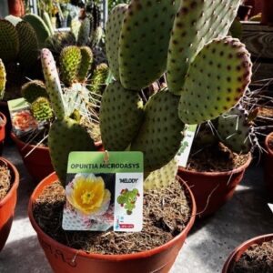 MALENA-opuntia-microdasys-cactus-SUCCULENTE-roubaud-jardinerie-13008-marseille