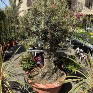 Olivier-coupe-599-E-diam-80-cm-hauteur-170-cm-roubaud-jardinerie-13008-marseille-arbre