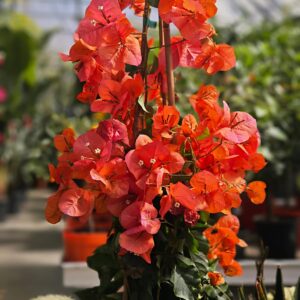 bougainvillier-orange-pyramide-plante-fleurie-grimpante-roubaud-jardinerie-13008-marseille