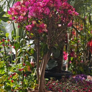 bougainvillie tige boule-pyramide-plante-fleurie-grimpante-roubaud-jardinerie-13008-marseille