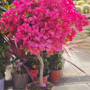 Bougainvillier tige boule 25litres