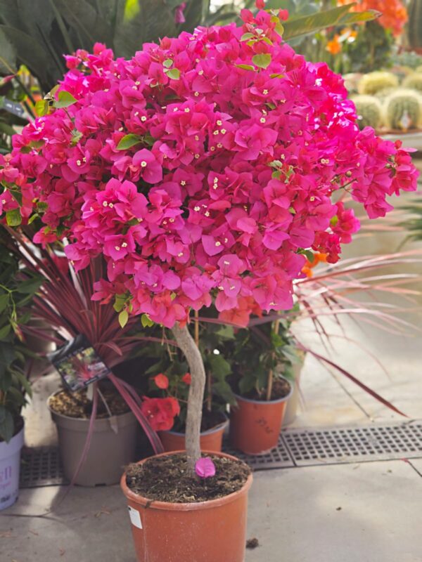 Bougainvillier tige boule 25litres  Roubaud Jardinerie Marseille