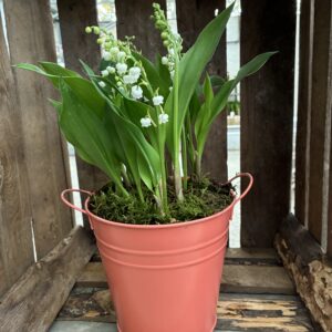 Muguet : pot de 9 Brins dans cache pot Zinc coloré