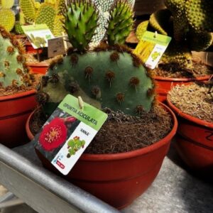 Cactus Opuntia Aciculata « Anna »