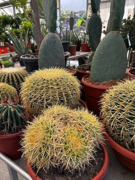 ECHINOCACTUS-gros-cactus-EXTERIEUR-plante-ROUBAUD-JARDINERIE-13008-MARSEILLE