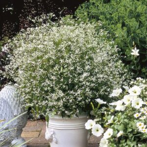 EUPHORBE-DIAMOND-FROST-FLEUR-BLANCHE-PLANTE-EXT-ROUBAUD-JARDINERIE-13008-MARSEILLE