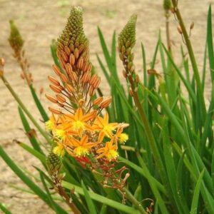 bulbine-frutescens-Medicus-PLANTE-EXTERIEUR-ROUBAUD-JARDINERIE-13008-MARSEILLE