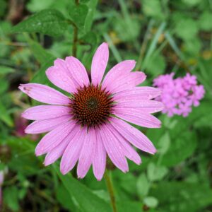 echinacea-plante-a-fleurs-ext-roubaud-jardinerie-13008-marseille
