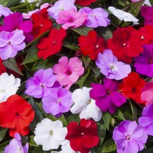 impatiens-de-nouvelle-guinee-plante-fleurie-resistante-roubaud-jardinerie-roubaud-13008-marseille