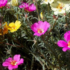 portulaca-PLANTE-GRASSE-FLEURIE-JARDINERIE-ROUBAUD-13008-MARSEILLE