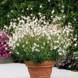 Gaura