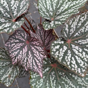 begonia-little-moon-plante-roubaud-jardinerie-13008-marseille
