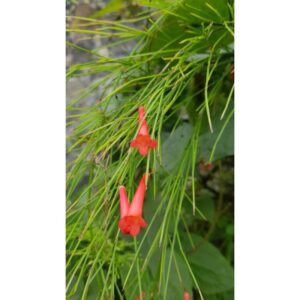russellia-fleurs-rouge-pot-JARDINERIE-ROUBAUD-13008-MARSEILLE
