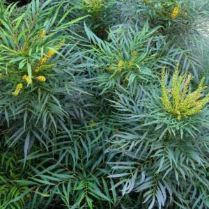 mahonia-eurybracteata-soft-caress-plante-roubaud-jardinerie-13008-marseille